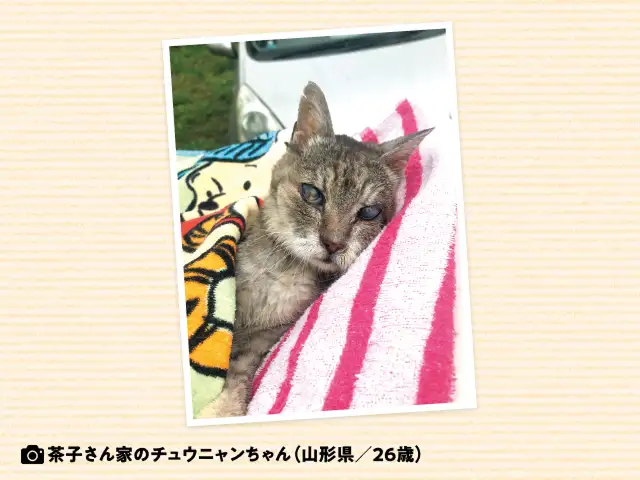 うちの猫はまだ2歳。猫の平均寿命はどれくらいなの？ イメージ
