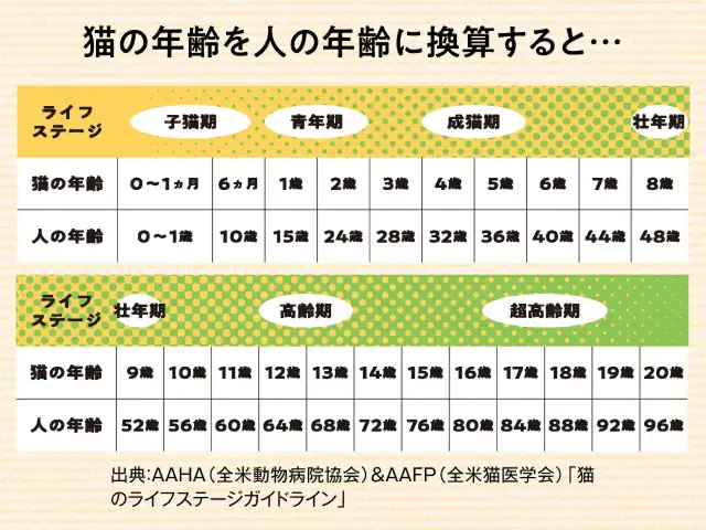 猫は何歳からがシニアなの？ イメージ