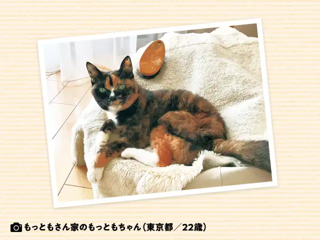 新しいフードにまったく口をつけず。なんでこんなに味にうるさいの？ イメージ
