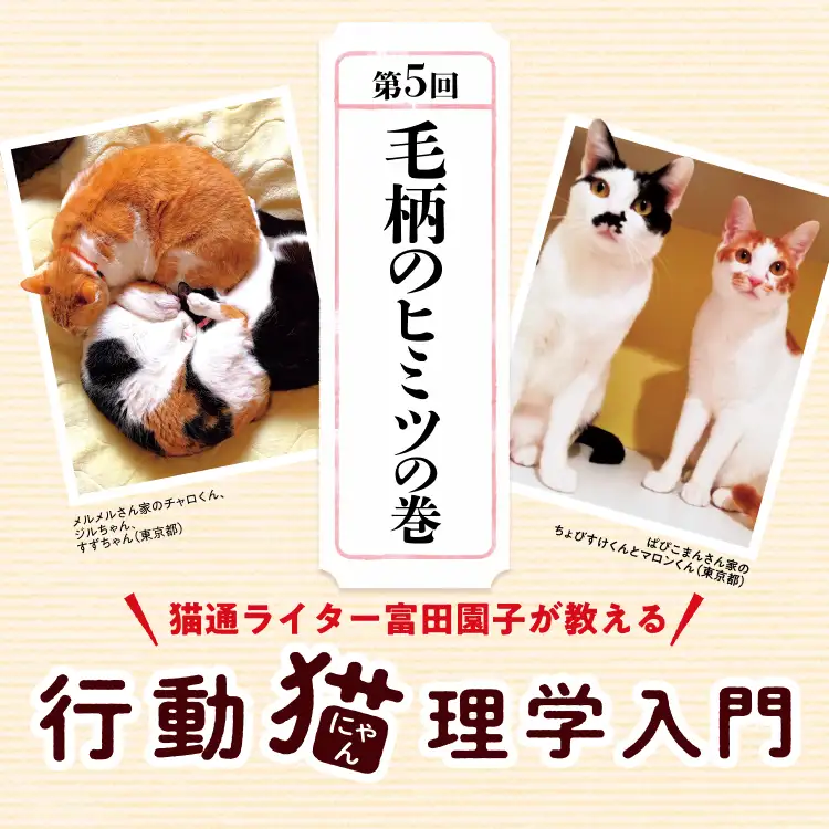 猫通ライター富田園子が教える 行動猫理学入門 第5回毛柄のヒミツの巻