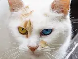 にゃんコラム:イエネコは目の色もさまざまに イメージ