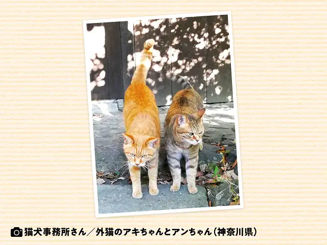 猫にはなぜこんなにいろいろな毛柄があるの? イメージ