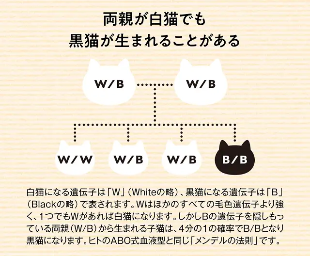 いっしょに生まれたきょうだいなのに毛柄が違う理由は? イメージ2