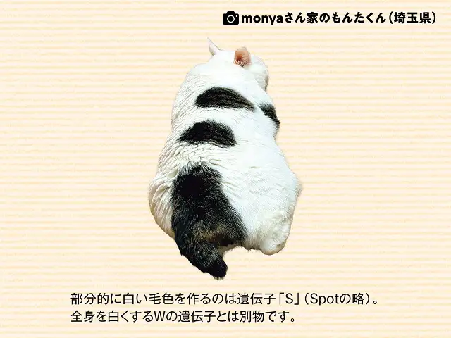 左右非対称だったりハート柄だったりおもしろい柄ができるのはなぜ? イメージ2