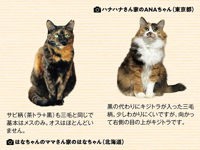 三毛猫のオスは珍しいと聞くけれど、なぜあまり見かけないの? イメージ