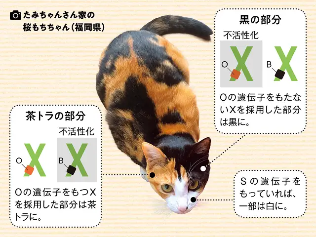 三毛猫のオスは珍しいと聞くけれど、なぜあまり見かけないの? イメージ2