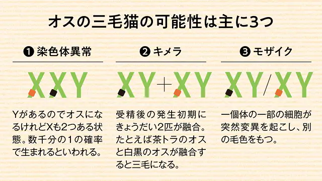 三毛猫のオスは珍しいと聞くけれど、なぜあまり見かけないの? イメージ3