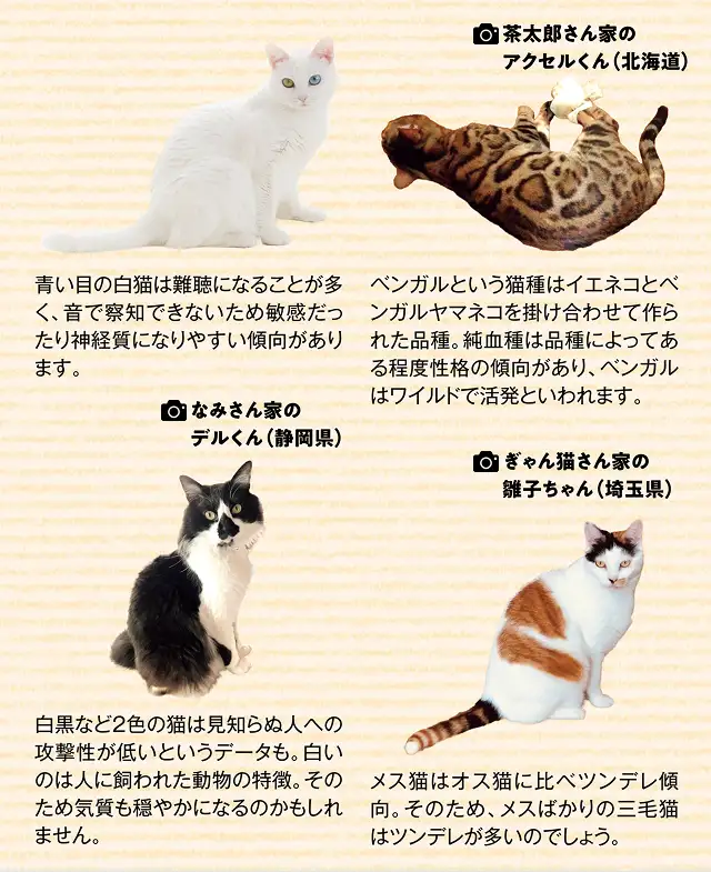 毛柄によって性格が違ったりするの? イメージ
