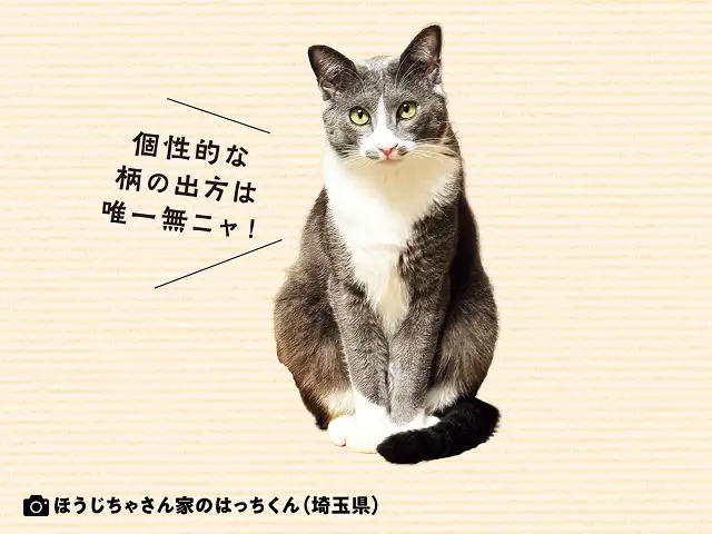 ペットのクローンを作るビジネスがあると聞きました。同じ猫を作ることができるの? イメージ