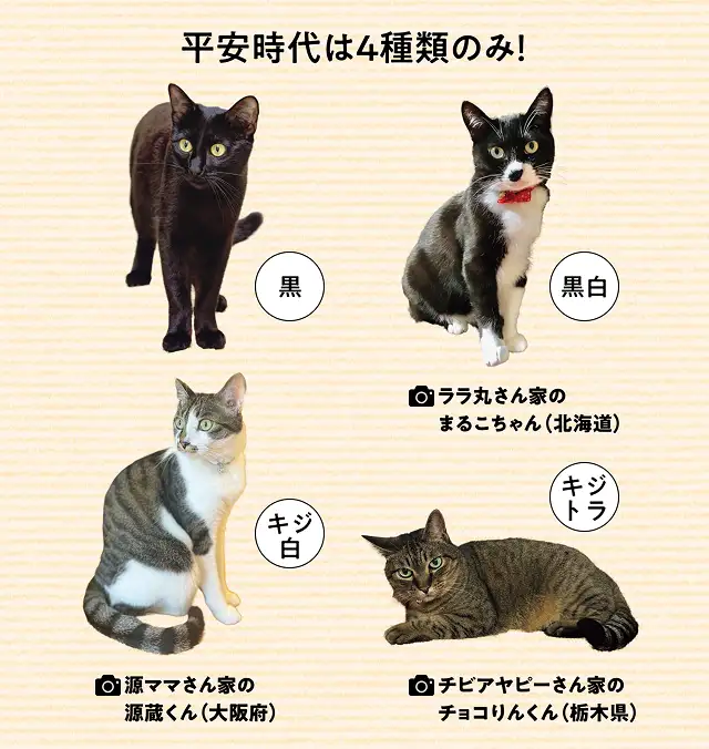 昔からいろんな毛柄の猫が日本にいたの？ イメージ
