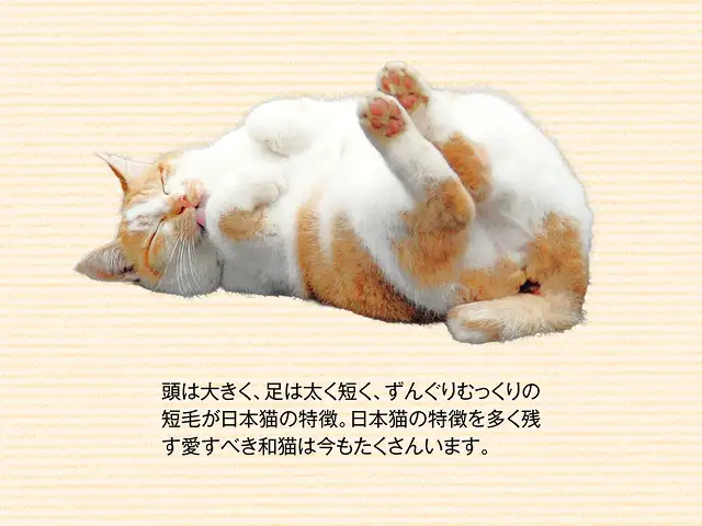 日本猫はもういないってホント？ イメージ