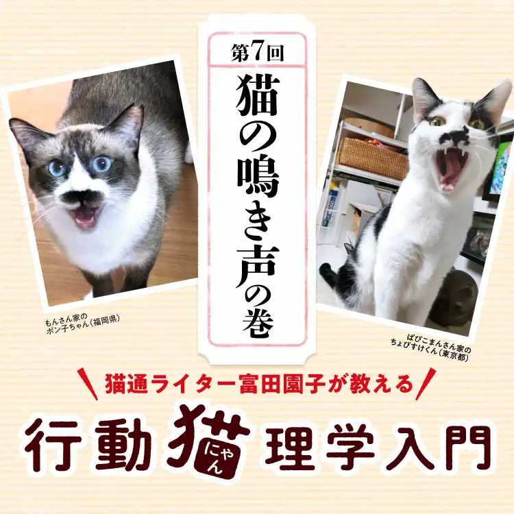 猫通ライター富田園子が教える 行動猫理学入門 第7回猫の鳴き声の巻