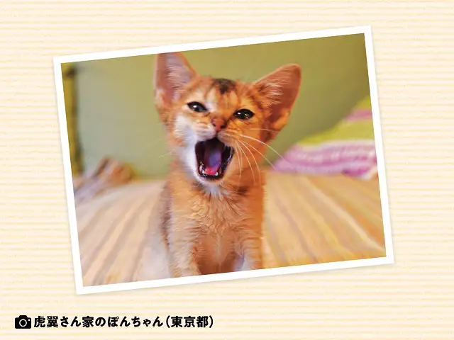 野生の猫も「ニャー」と鳴くの？ イメージ1