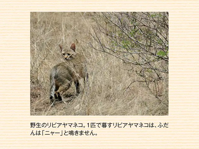 野生の猫も「ニャー」と鳴くの？ イメージ2