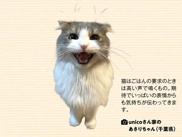 「ニャー」の鳴き方で気持ちがわかる？ イメージ1