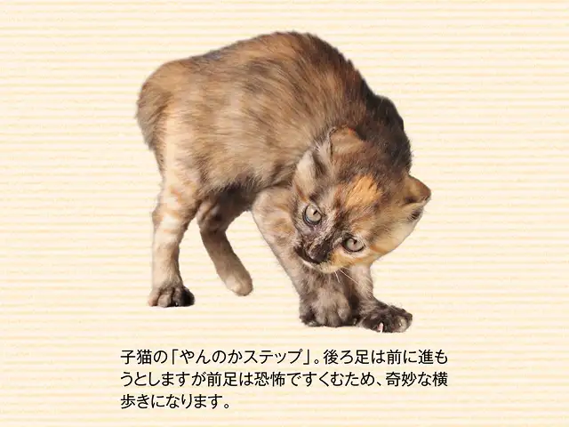 「やんのかステップ」と同じような葛藤の産物？ イメージ2