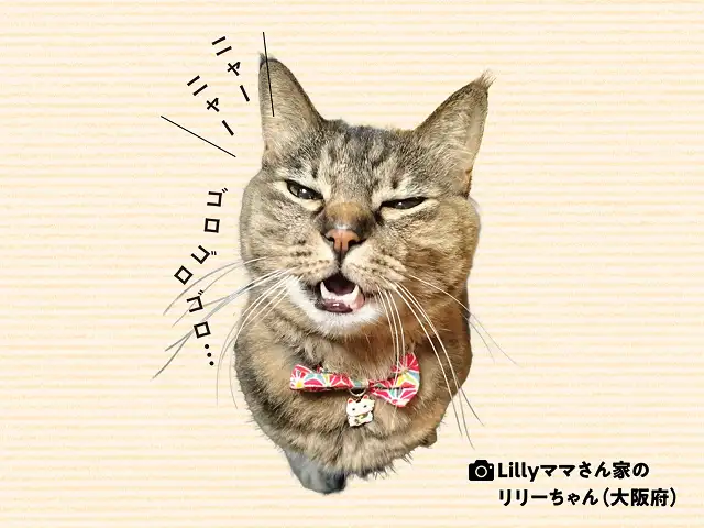 ニャーニャー鳴きながらゴロゴロいうのは何を求めてるの？ イメージ1