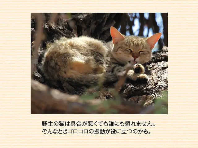 診察中にゴロゴロいいます。病院は嫌いなはずなのにどうして？ イメージ2