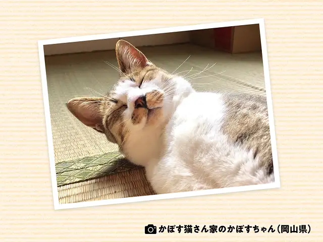 よくゴロゴロいう猫となかなかいわない猫がいるのはなぜ？ イメージ1