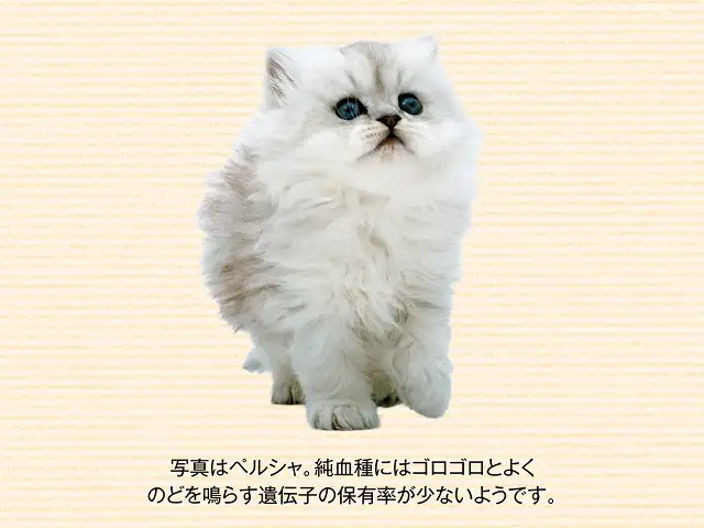 よくゴロゴロいう猫となかなかいわない猫がいるのはなぜ？ イメージ2