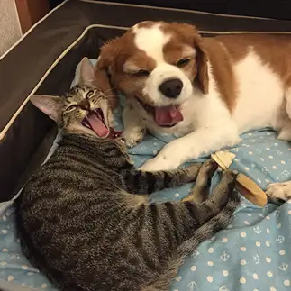 犬とシンクロしすぎるネコ　　Tomさん