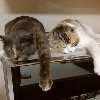 シンクロしすぎるネコ　　あきこやまさん