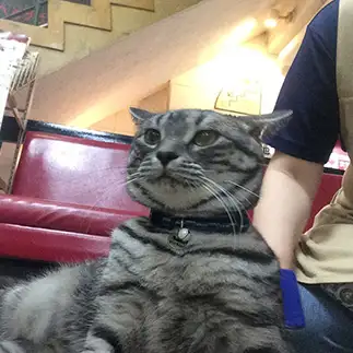 緊張しすぎるネコ　　根立雅恵さん