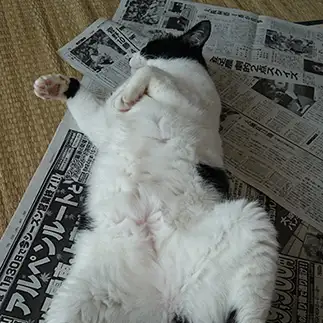 全力で新聞読むの妨害しすぎるネコ　　かなさん