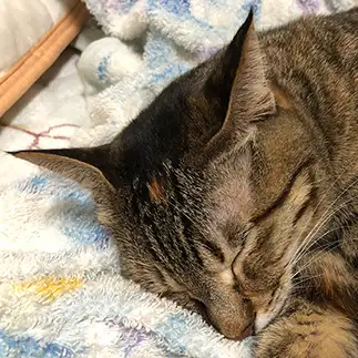 いい耳毛すぎるネコ　　ロボコさん