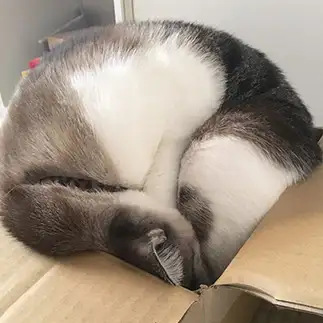 詰まりすぎるネコ　　あこさん