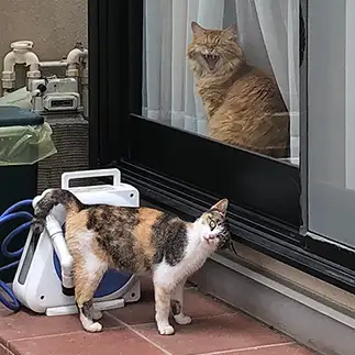 友達が来て嬉しすぎるネコ　　レオンのママ　さん
