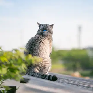 背中に哀愁がありすぎるネコ　　sakuramoegiさん