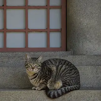 たるみすぎるネコ　　ままめろんさん