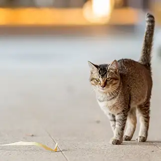 しっぽぴーんが決まりすぎるネコ　　sakuramoegiさん