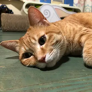 よい耳毛でお顔がムフフすぎるネコ　　ロボコさん