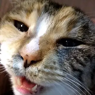 うれしすぎるねこすぎるネコ　　あみこさん