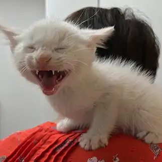 悪魔すぎるネコ　　外園岳彦さん