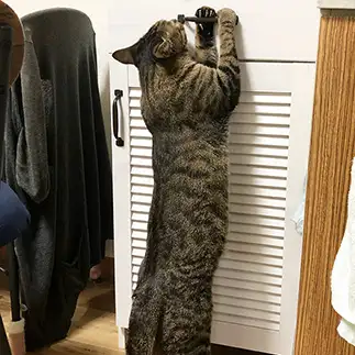 開けたすぎるネコ　　たすさん