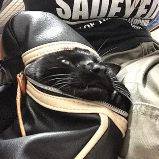 怪獣すぎるネコ　　いうれさん