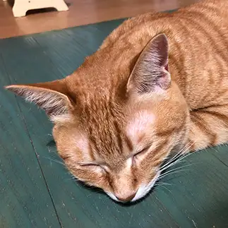 よい耳毛を惜しげもなくさらしてよく寝すぎるネコ　　ロボコさん