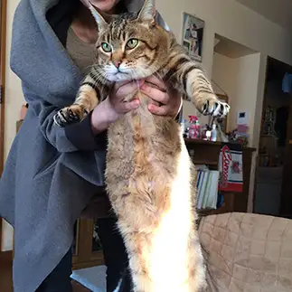 長すぎるネコ　　きなこさん