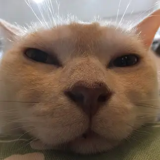 まんじゅうすぎるネコ　　neko3sukiさん