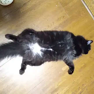 腹が白すぎるネコ　　うさきょんさん