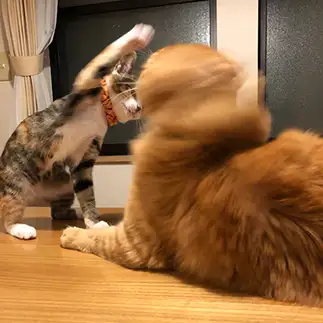 強すぎるネコ　　レオンのママさん