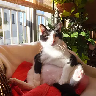 パンダっぽすぎるネコ　　neko3sukiさん