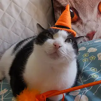 ハロウィンすぎるネコ　　neko3sukiさん
