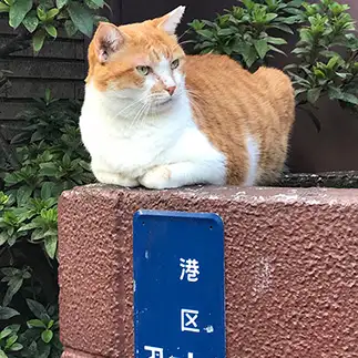 都会すぎるネコ　　　ねねさん