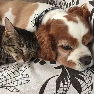 犬が好きすぎるネコ　　Ｔｏｍさん