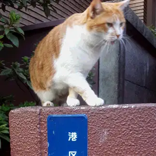 ＧＰＳすぎるネコ　　海碧さん
