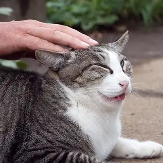 変顔すぎるネコ　　にほさん